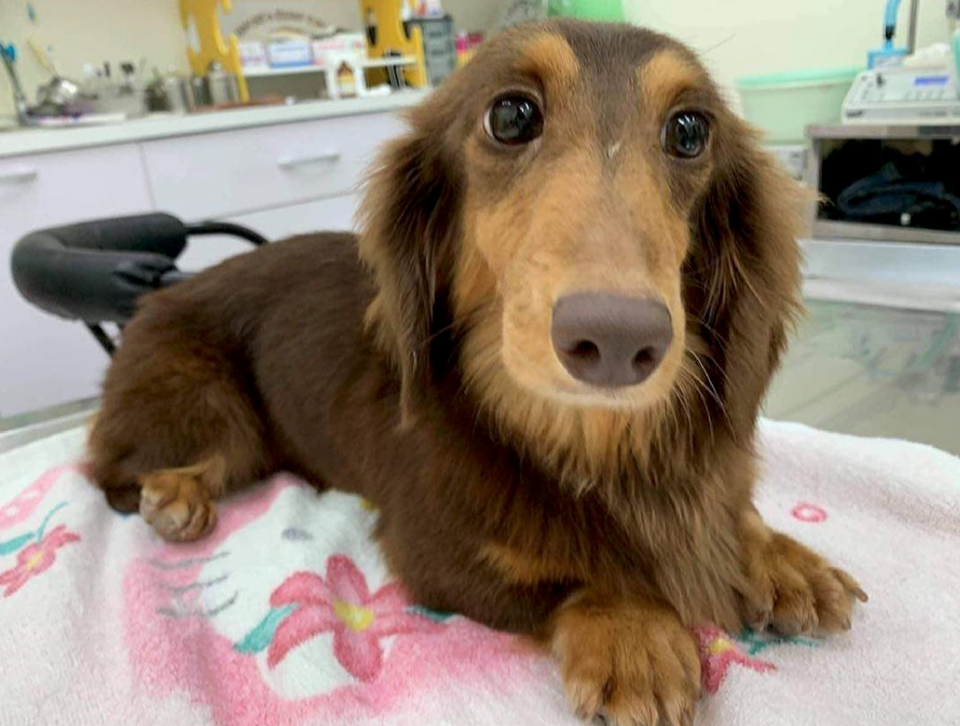 Vancouver dachshund rescue bringing pups from Taiwan to BC - Vancouver Is  Awesome