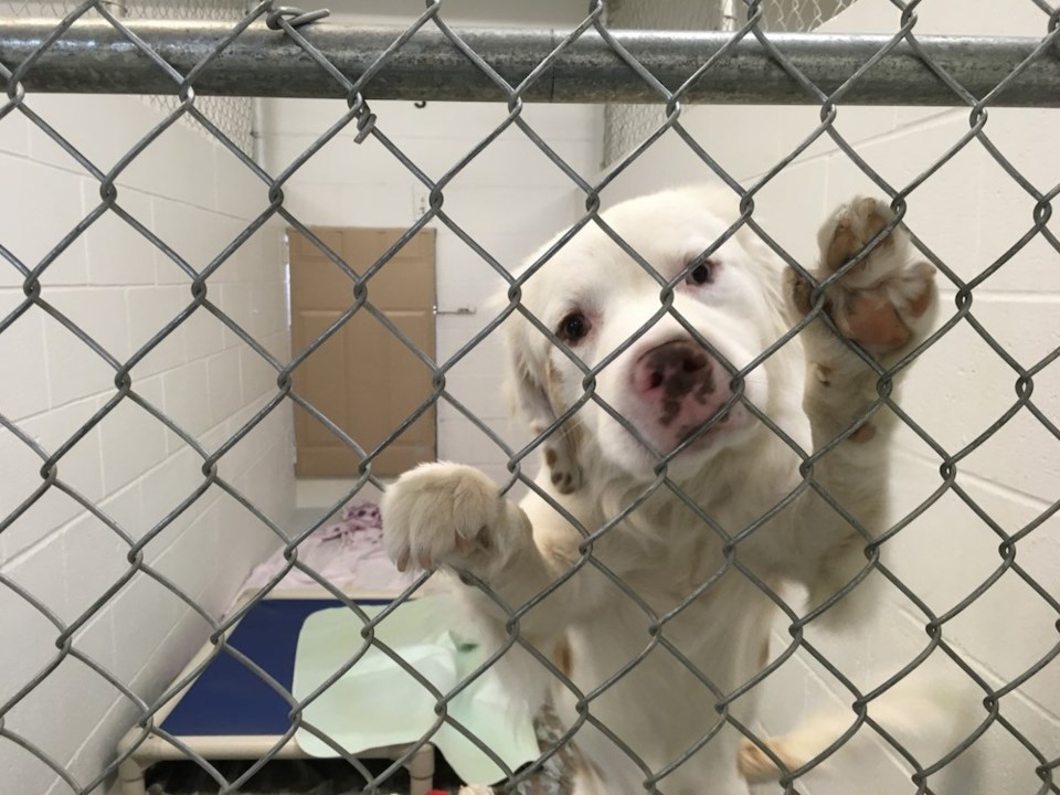 BC SCPA says neglected animals' medical costs could reach $100,000 - Vancouver Is Awesome BC SCPA says neglected animals' medical costs could reach $100,000 - Vancouver Is Awesome