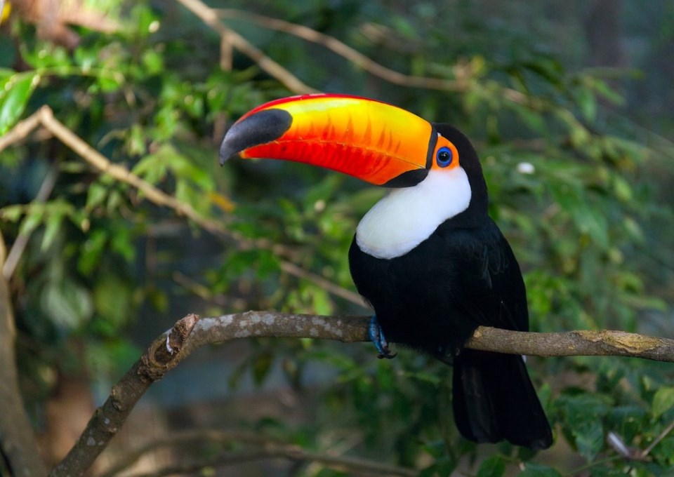 news-wildlife-bird-toucan-tree