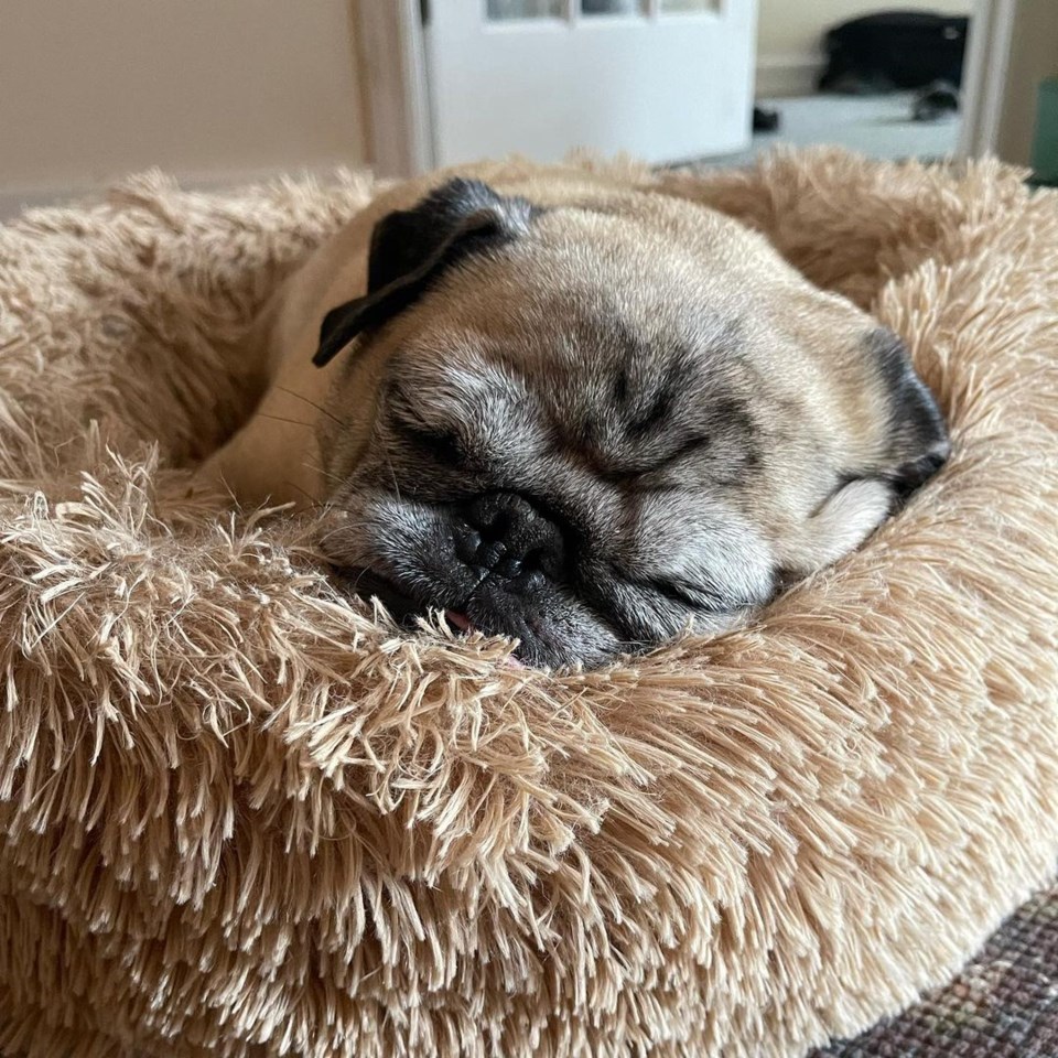 Noodles the Pug1