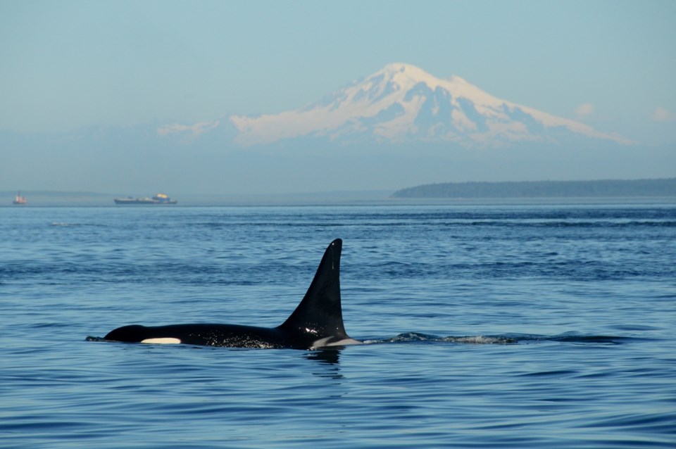 Orca-sergioamiti-GettyImages-146509209