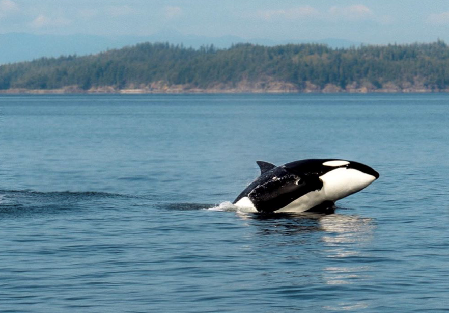 orca sighting desolation sound bc Screen Shot 2020-08-27 at 3.37.10 PM