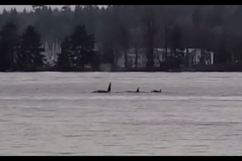 Several orcas and what looks to be their calves were captured on video spouting off just off the Stanley Park Seawall in Vancouver’s Coal Harbour.