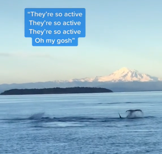 orcas