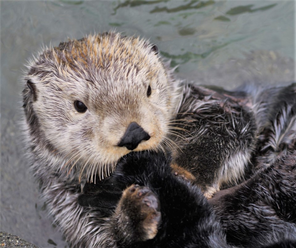 otter