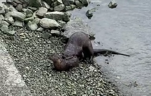 A video of two otters going at it on the Stanley Park sea wall had many a Vancouverite sharing a laugh and pun.