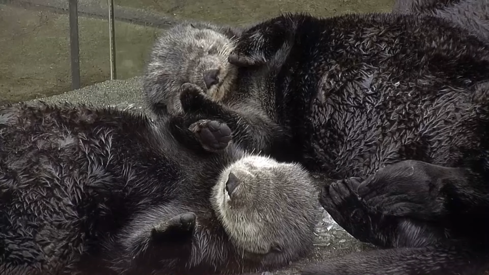 OttersNapping