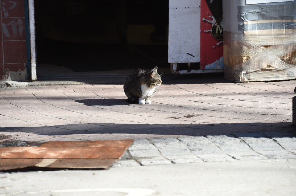 outdoor-cats-stock-image-vancouver