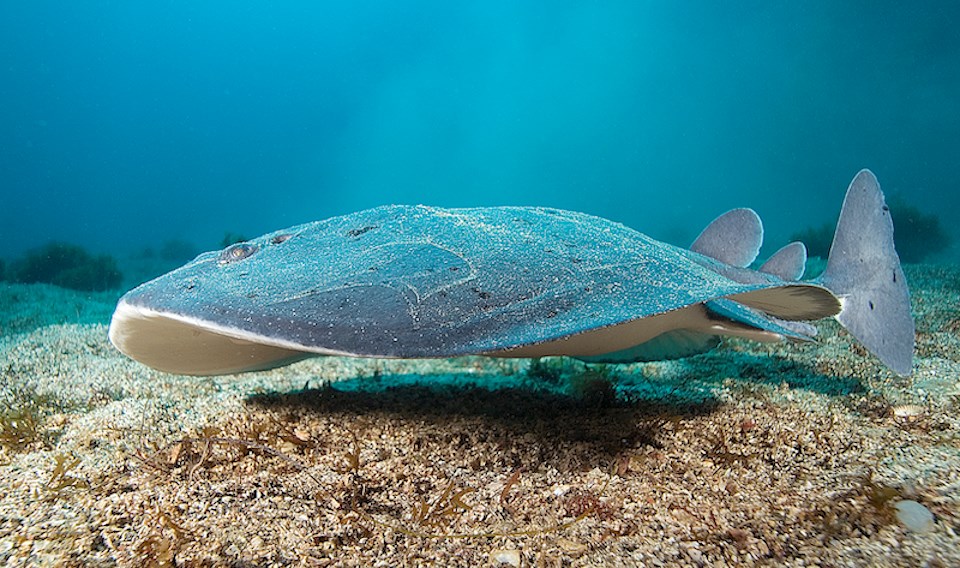 Pacific torpedo rays, also known as Pacific electric rays or by their scientific name, Torpedo californica, are the only electric rays found in Metro Vancouver waters but there are over 60 species worldwide.