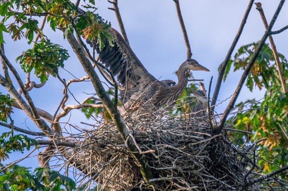 Pacific Great Blue Heron nesting season