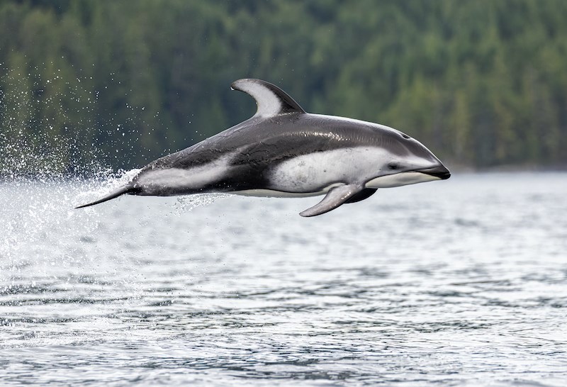 Here are 7 dolphins you could spot in BC waters - Vancouver Is Awesome