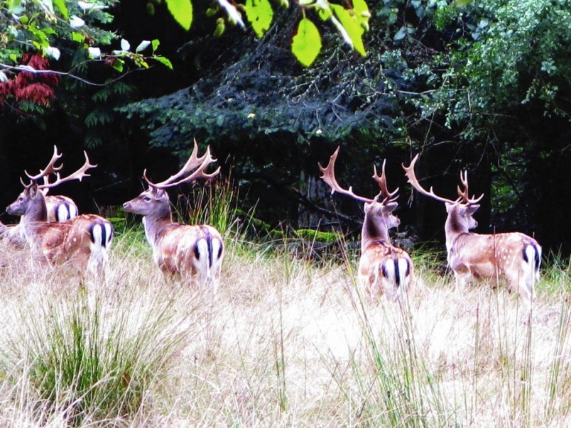 Parks_Canada-web-fallow-deer-on-sidney-island-jpg