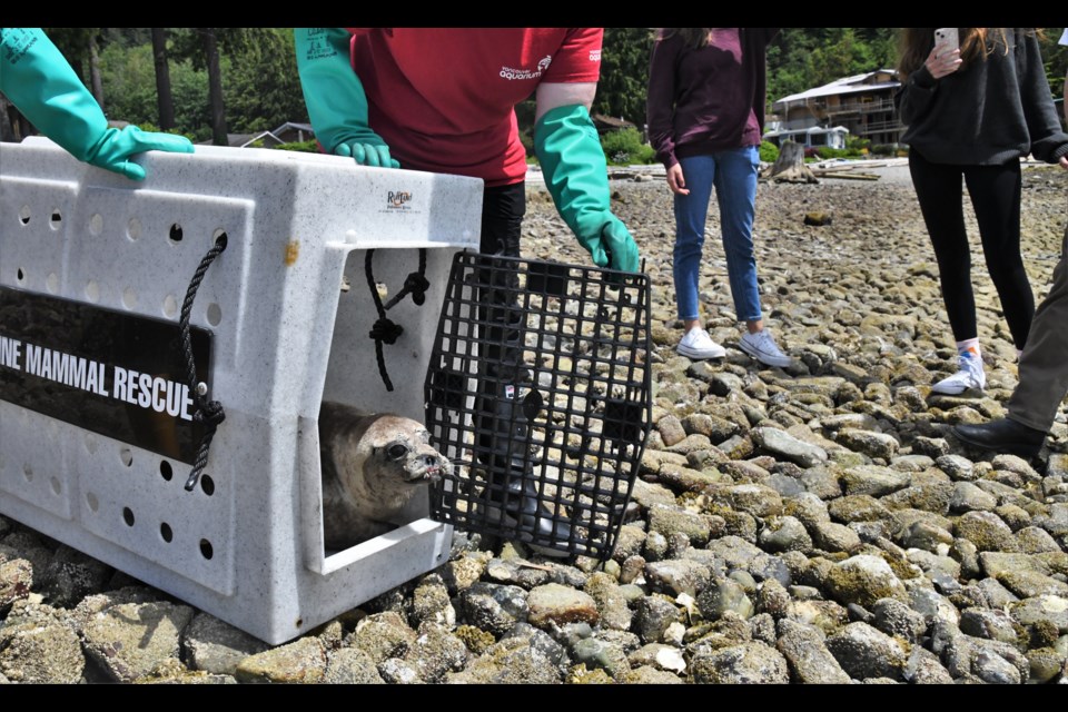 Penny the seal was released last week.