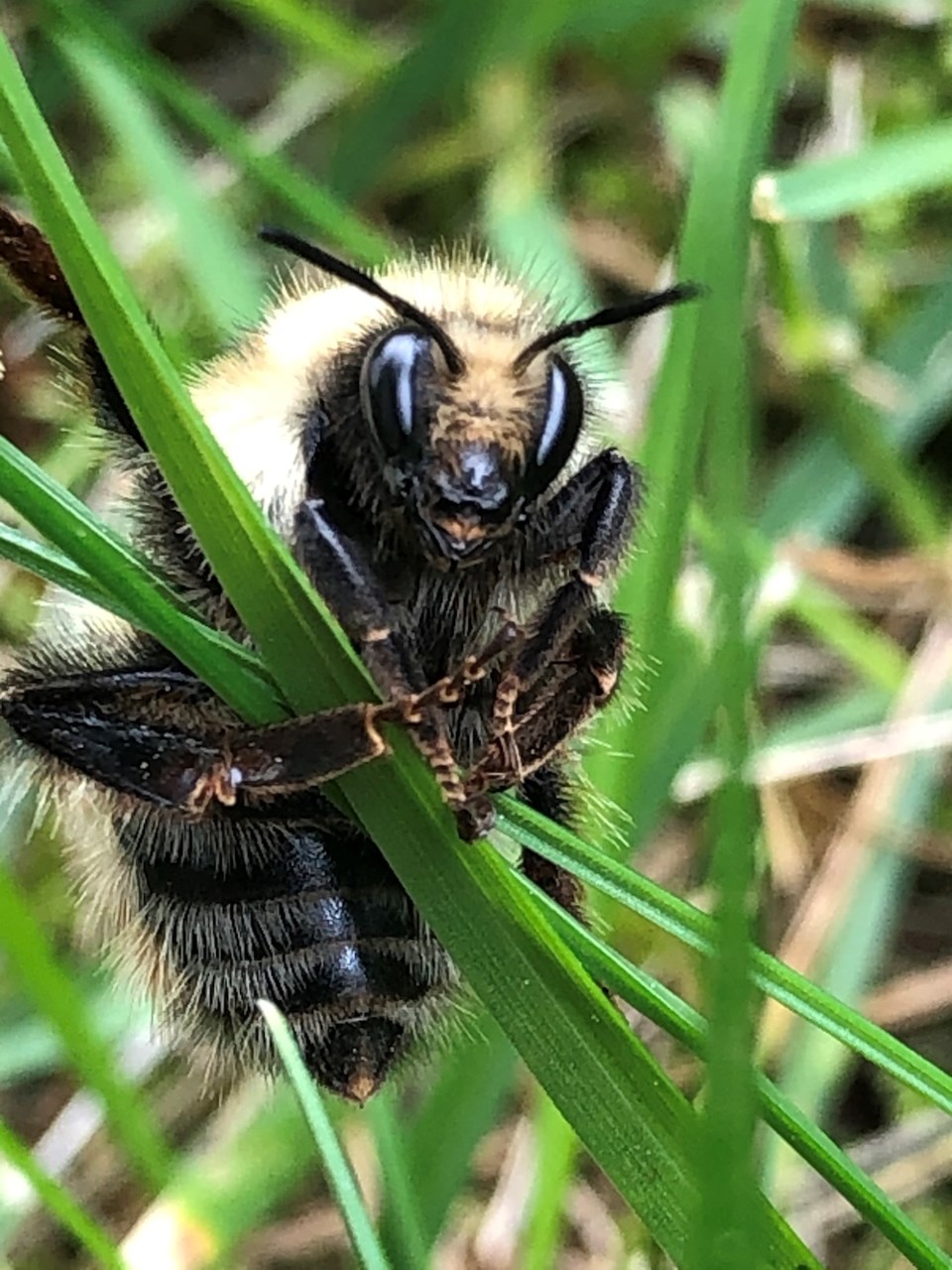 PEOPLES CHOICE_BH2020_225412_Eileen Harris_Bee on grass