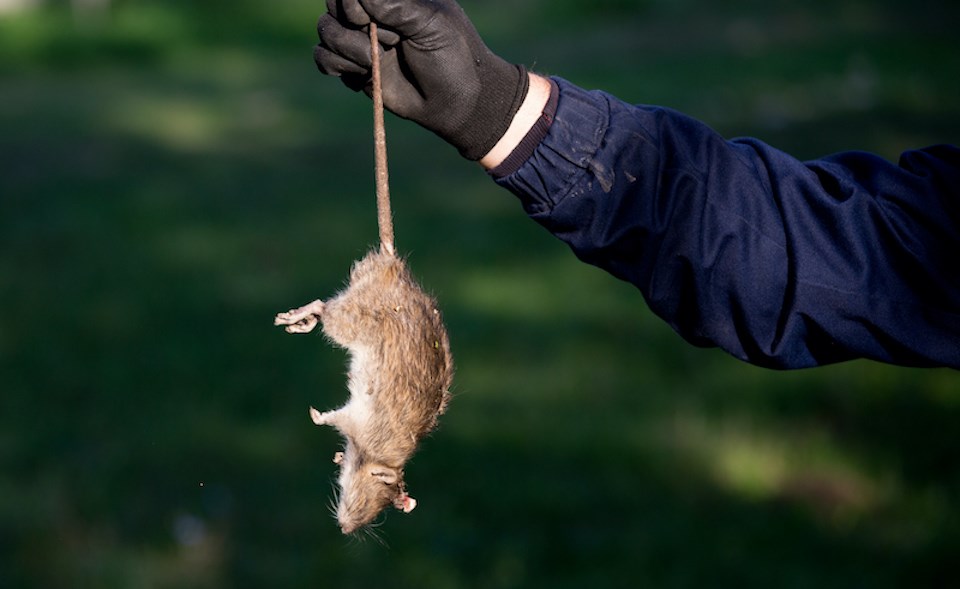 person-glove-holding-dead-rat-by-tail