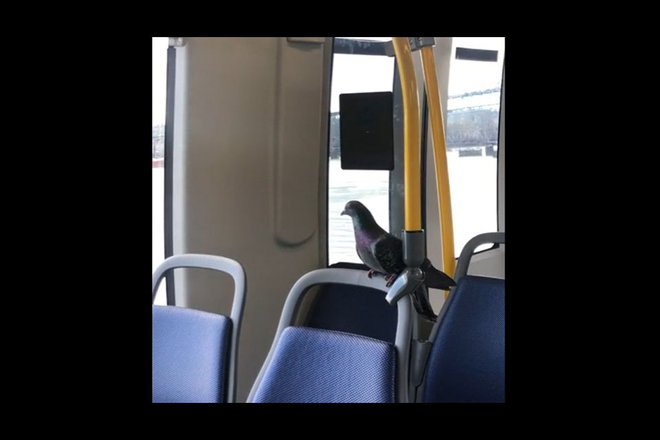 What a well-behaved pigeon.