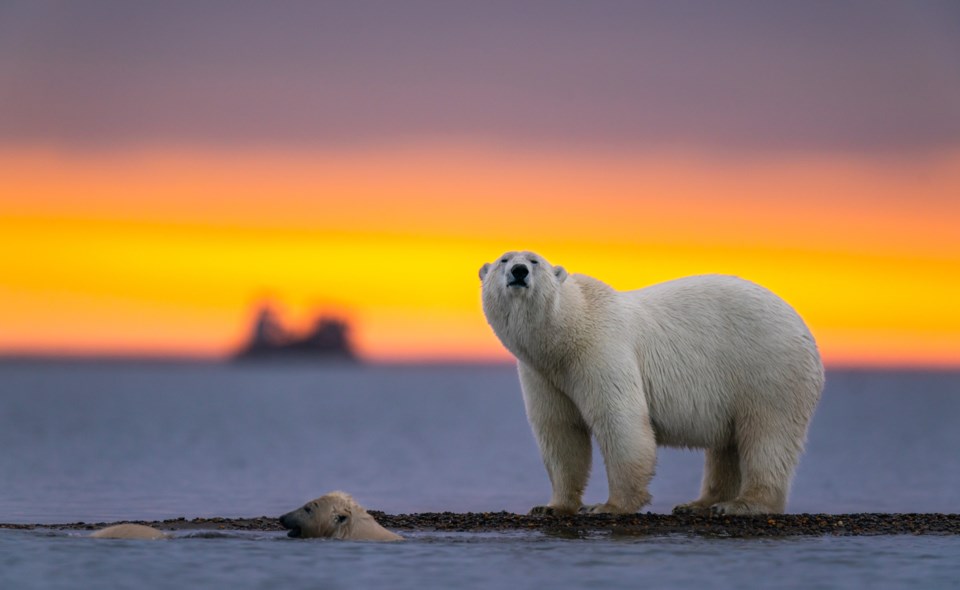 polar-bears