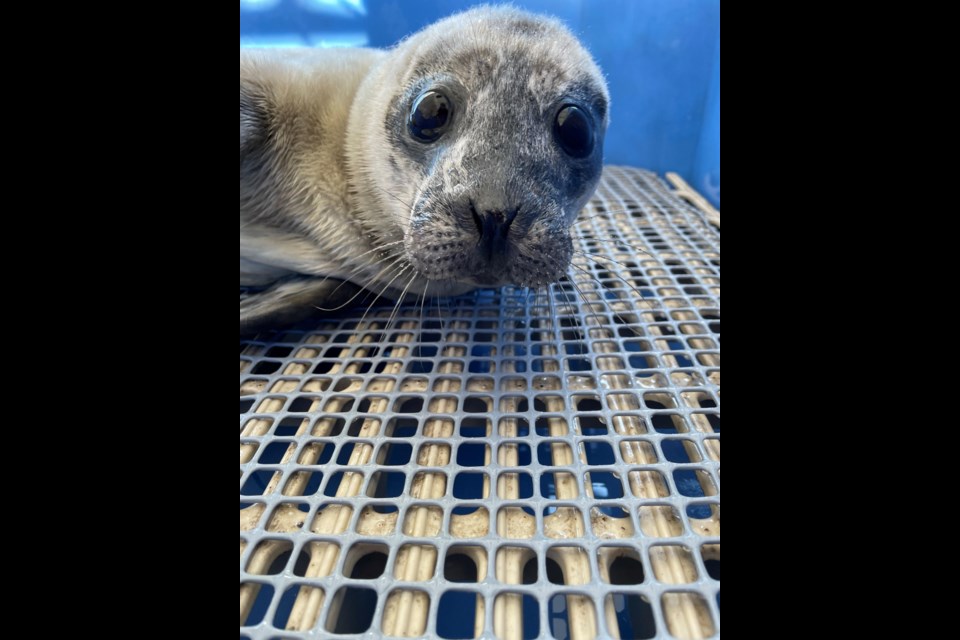 Popcorn is another new patient of the 鶹ýӳAquarium’s Marine Mammal Rescue Centre.