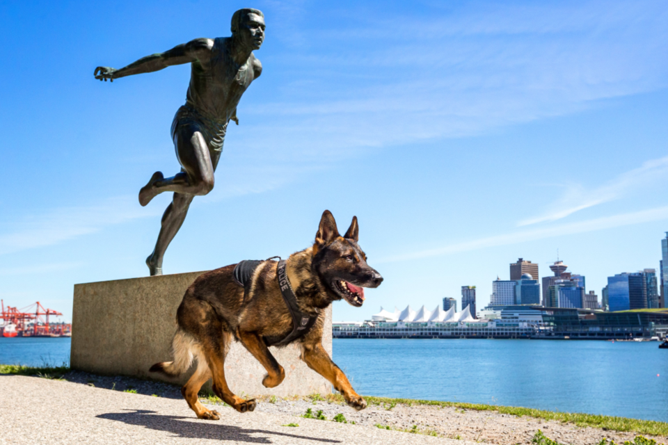 Vancouver Police Dog Griffin patrolling the seawall.