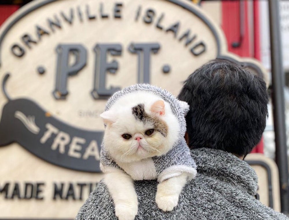 This Impossibly Cute Cat Sees Vancouver By Shoulder Photos Vancouver Is Awesome