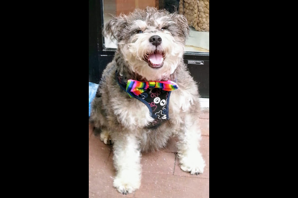 A program offering free veterinary clinics on Vancouver's Downtown Eastside has been a vital resource for pet owners, particularly during the pandemic.  