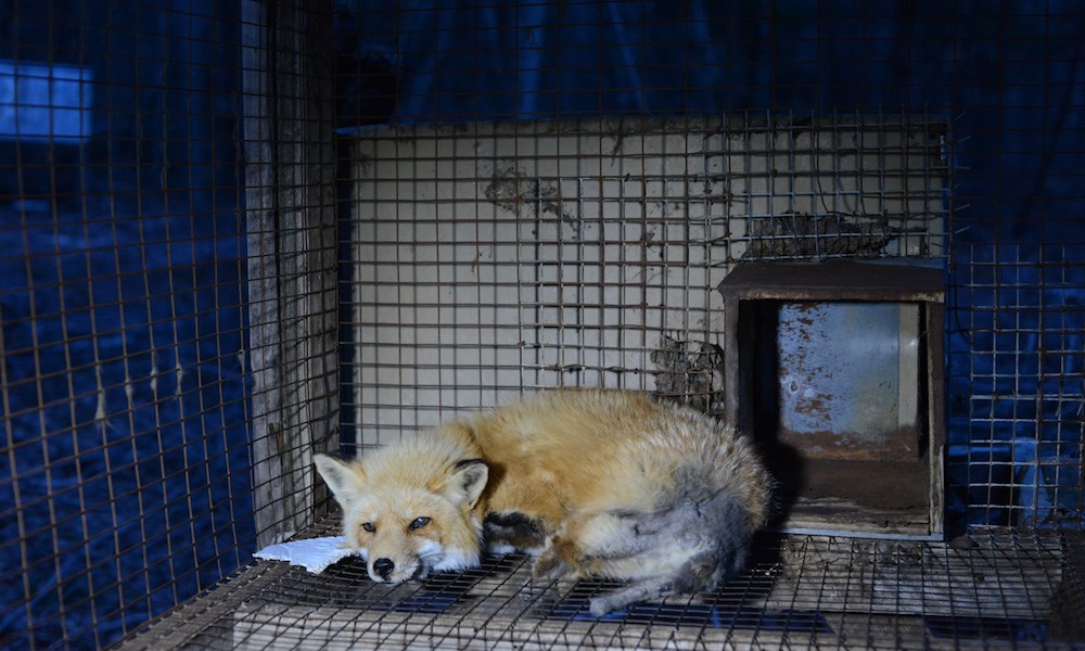 Foxes are farmed in Canada and killed by anal electrocution - Vancouver Is  Awesome