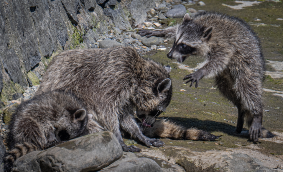 raccoon-attack