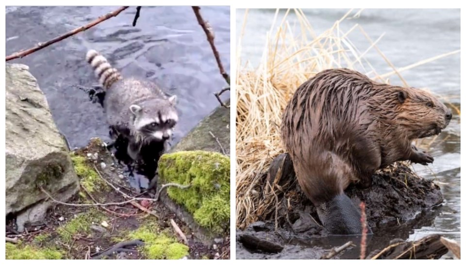 raccoon-imitates-beaver-stanley-park-lost-lagoon