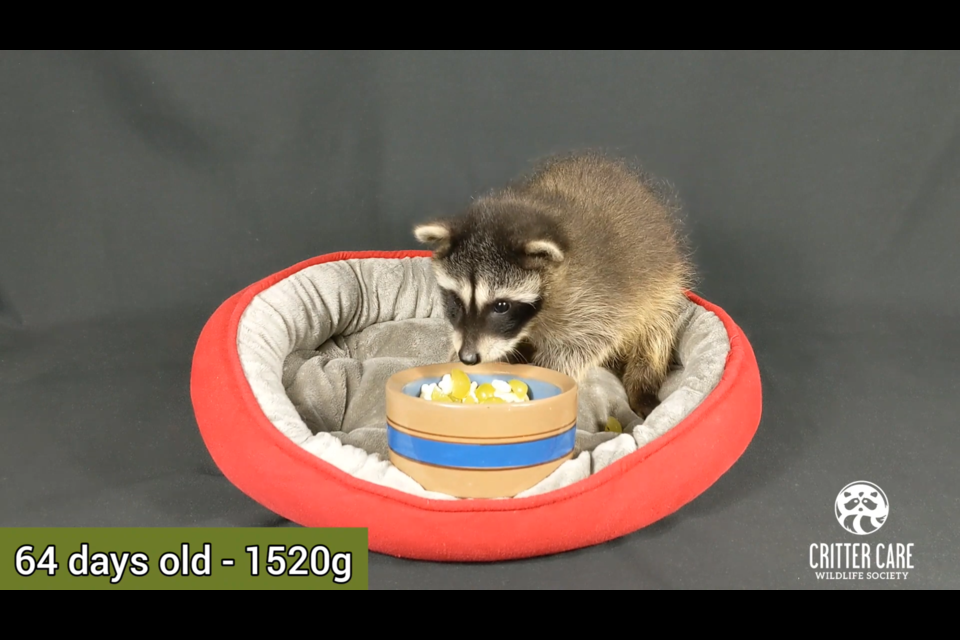Wildlife rehab shares time-lapse videos of animals growing up - Vancouver  Is Awesome