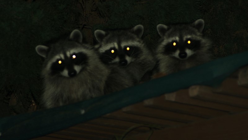 raccoons-roof-vancouver-residential-tenancy-november-2021