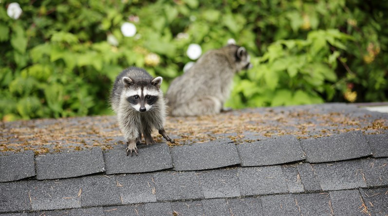 raccoons-vancouver-renting-2021