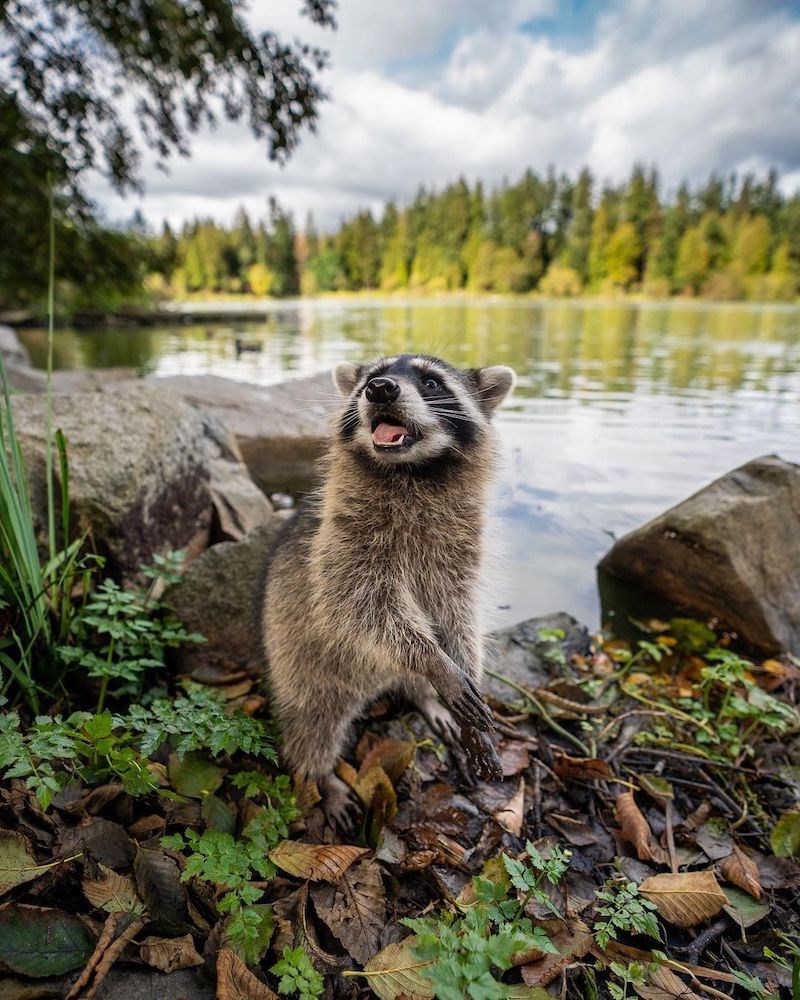 racoon-vancouver