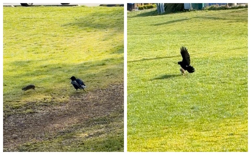Does this video show a rat battling a crow in Vancouver BC?