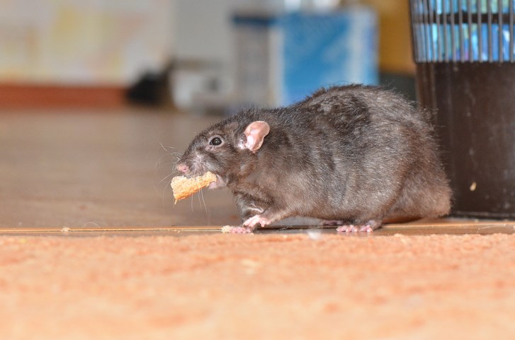 rat-food