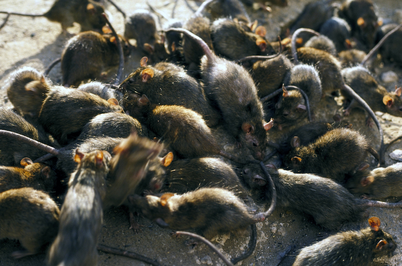 Rats prefer to help their own kind. Humans may be similarly wired