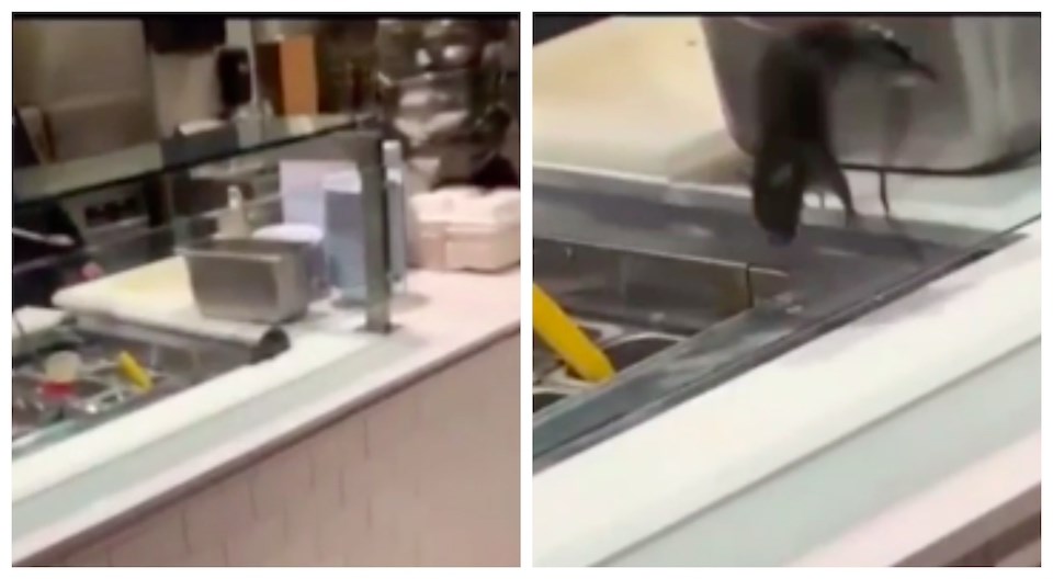 rat-ubc-cafeteria-tongs-january-2022-viral-video