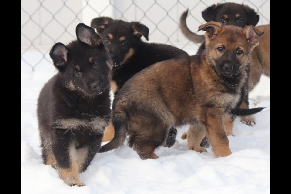 The Police Dog Service Training Centre (PDSTC) in Innisfail, Alberta, is asking young Canadians to suggest names for 13 German shepherd puppies.