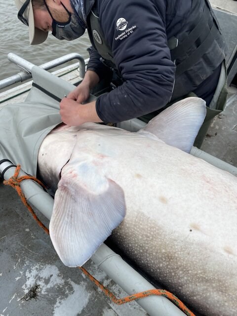 The record-breaking Nechako white sturgeon came in at nearly 10 feet and 336 pounds.