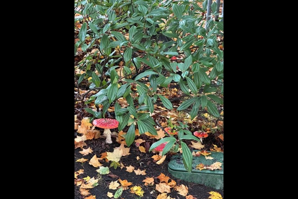A Vancouver man spotted the red-capped 'Mario' mushrooms along a city street and shared images of his sighting online.