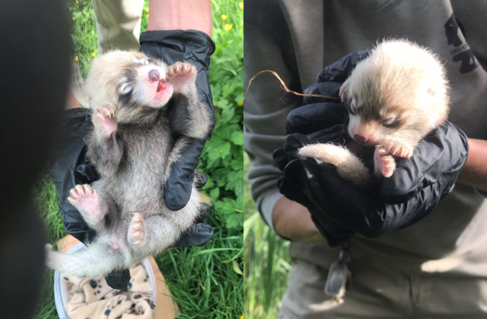 red-panda-cubs