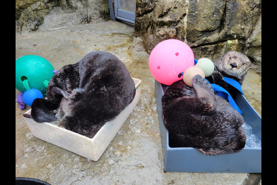 Many people from Europe and around the globe tune in to the live stream of the Vancouver Aquarium's rescued otters.