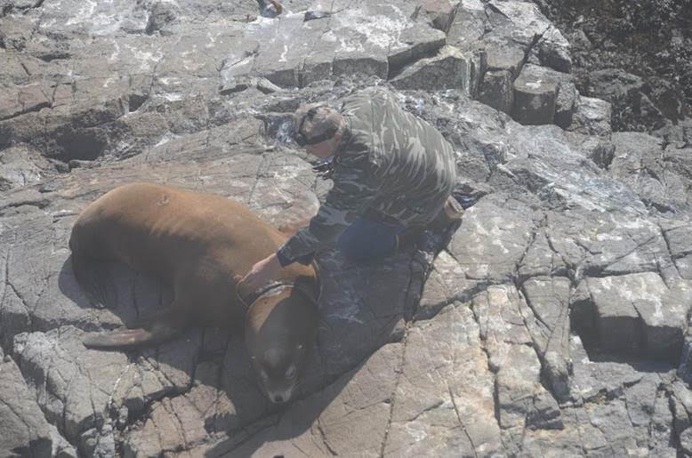 rescued sea lion Vancouver Island
