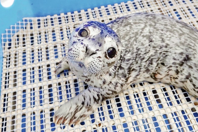rescued-seal-flip-flop-vancouver-aquarium