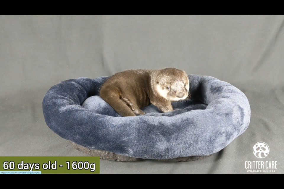 Cadbury the river otter at 16 days.