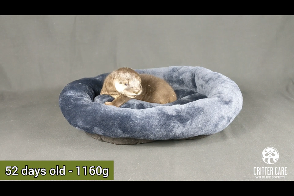Wildlife rehab shares time-lapse videos of animals growing up - Vancouver Is Awesome Wildlife rehab shares time-lapse videos of animals growing up - Vancouver Is Awesome