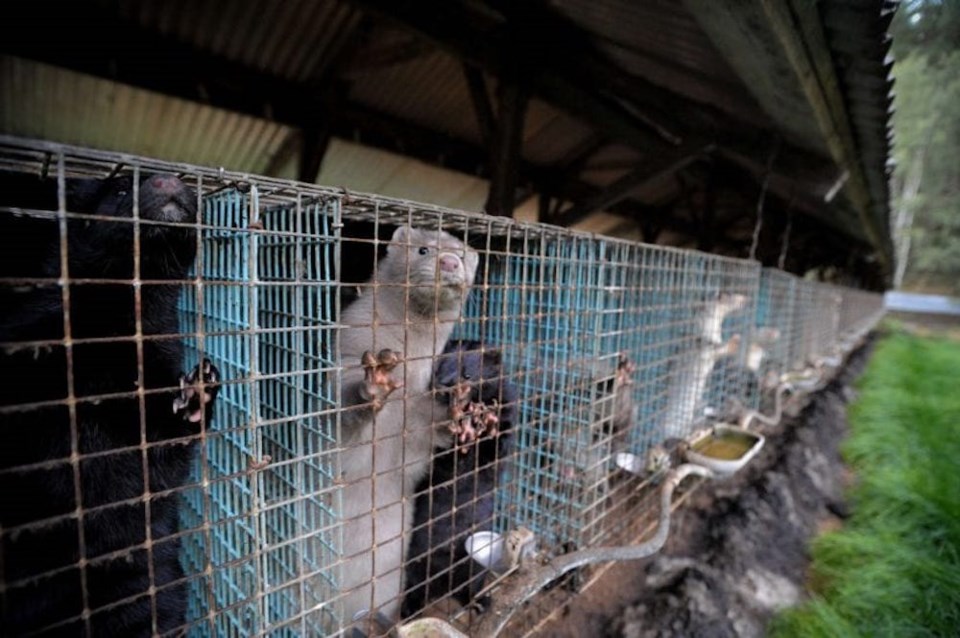 row-of-farmed-mink-cages-CREDIT-We_Animals-825x549