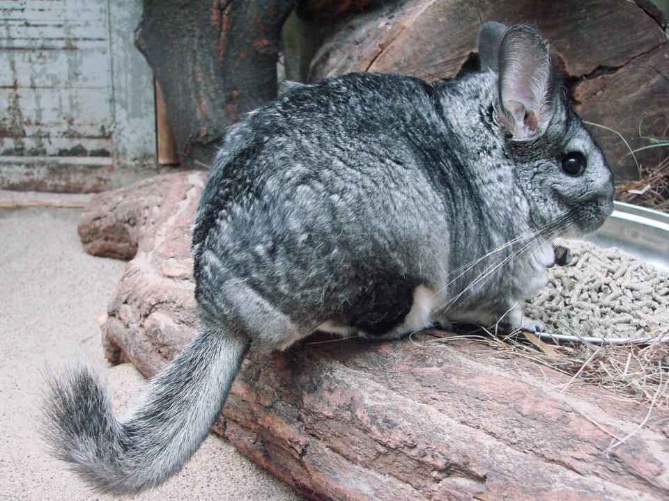 rsz_1920px-chinchilla_lanigera_wroclaw_zoo-2