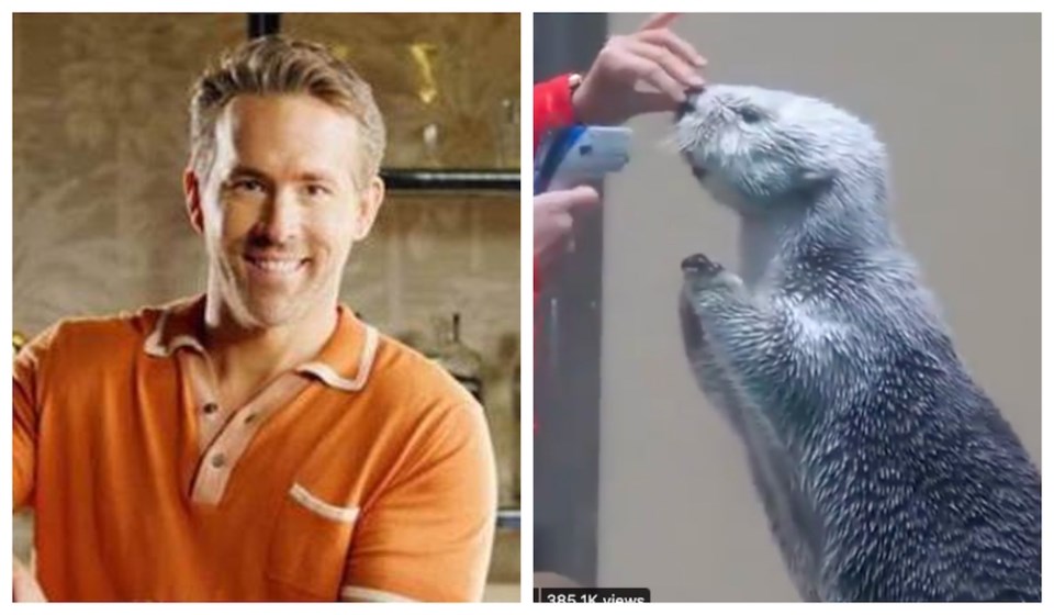 ryan-reynolds-vancouver-film-sea-otter-cute-video