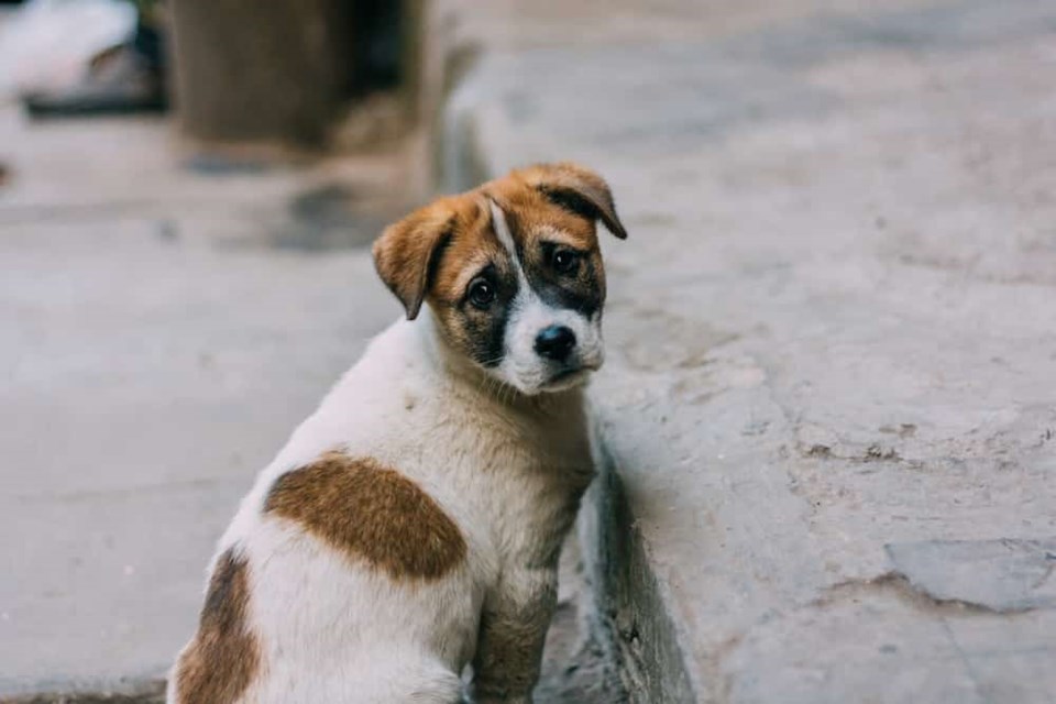sad-looking-puppy-needs-home