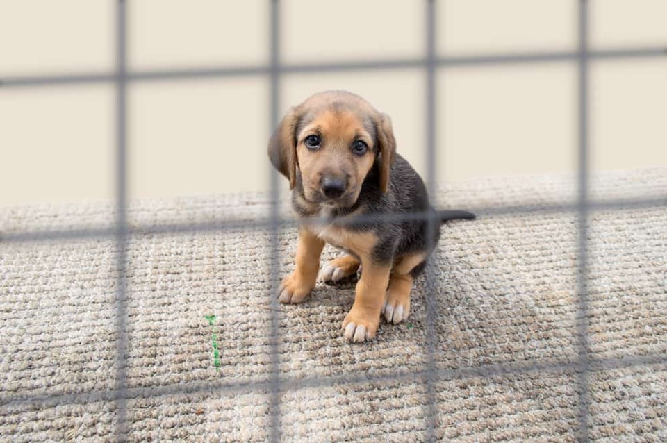 sad-puppy-behind-bars